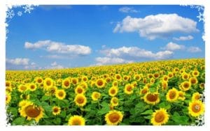 拈花微笑