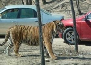 tiger_on.cc