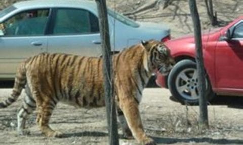 tiger