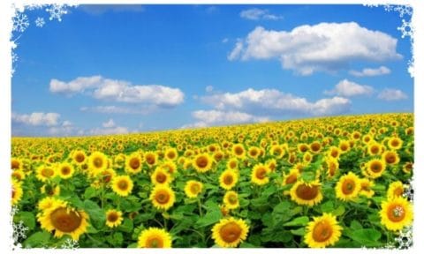 拈花微笑