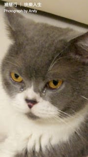 動物也皈依