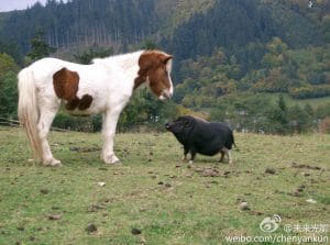 野猪和马 因小失大