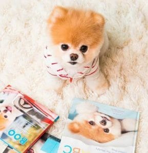 愛看卡通片的狗狗