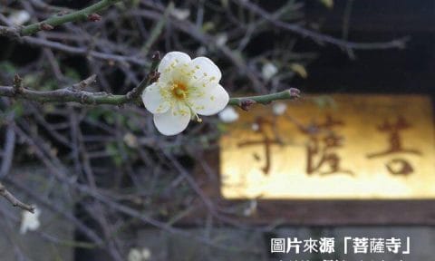 不必交學費的菩薩學院