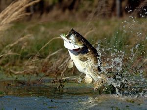 釣魚為樂_抑或是釣魚為禍