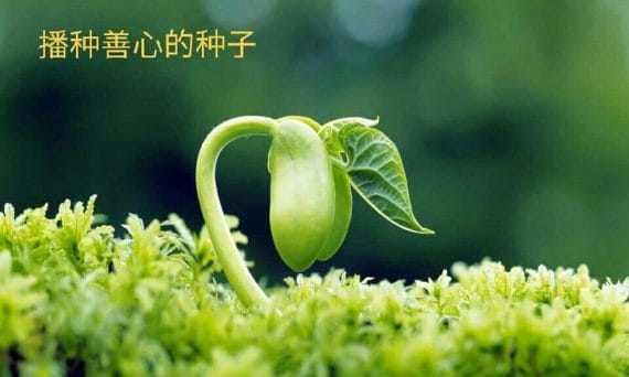 種下一顆善心的種子
