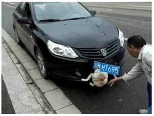 動物也有情，若人類不懂得尊重其他生命，就是等於不尊重自己