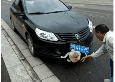 動物也有情，若人類不懂得尊重其他生命，就是等於不尊重自己