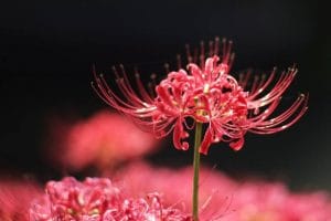 中秋彼岸花