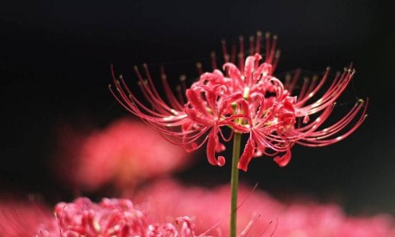中秋彼岸花