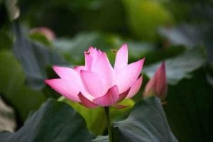 福慧佛系 - 法音中的世間法