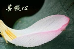 福慧佛系 - 陪女兒做功課有感